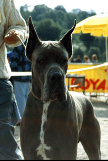 ELITE A Iom's des Landes du Chatenet