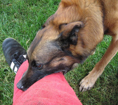 Kevin Perle de Tourbière