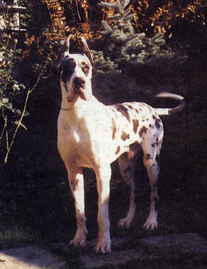 Dassuan de Paradi's Parc-A