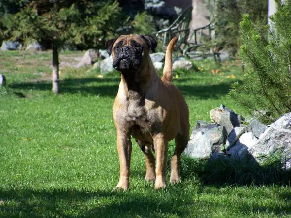 CH (PL/SK/RUS/SK) CHERRY Sesybo Mart