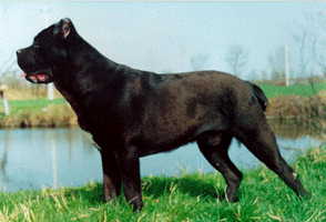 Uncas (1995)