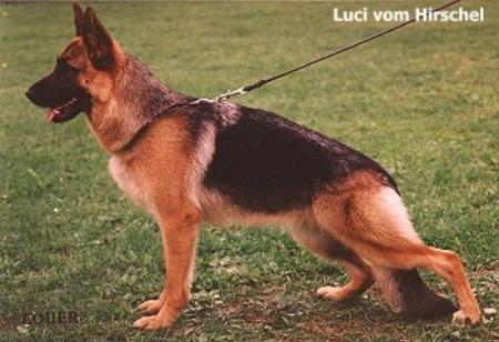 V Luci vom Hirschel