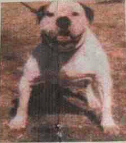 Pure Performance's Niko of Tomahawk