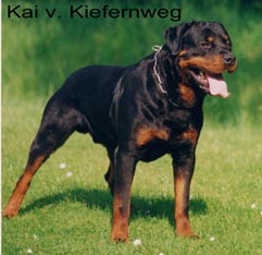 Kai von Kiefernweg