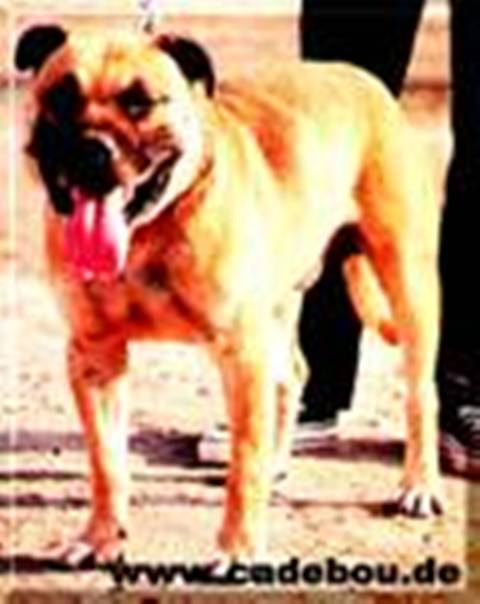 Billy Del Gor Blau