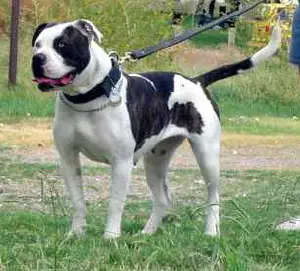 Xtremebulldog's  Blue-Eyed Tiger of Boyd