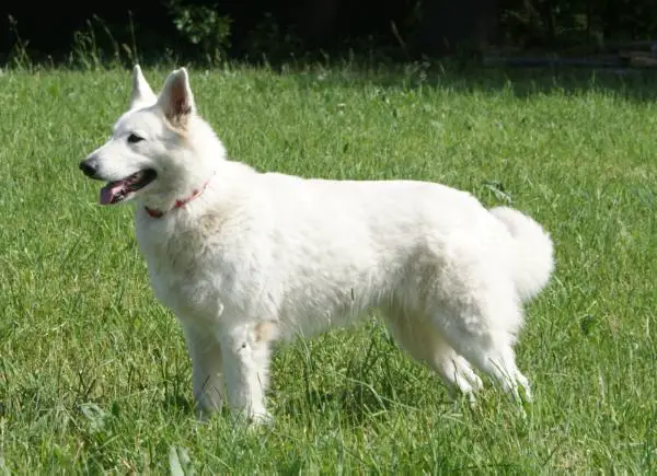 CAC, CACIB, V1 Beauty in Memory von den weissen Himmelhunden