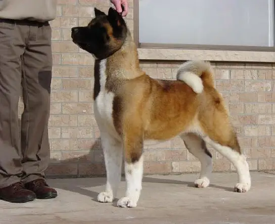 AKC CH Buckridge's Daughter Of The King