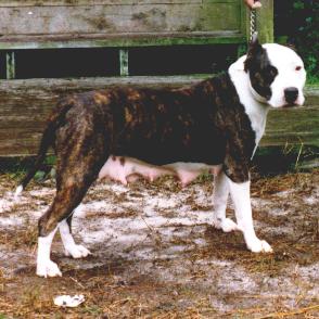 Erista's Lucy Goosie Of Jala