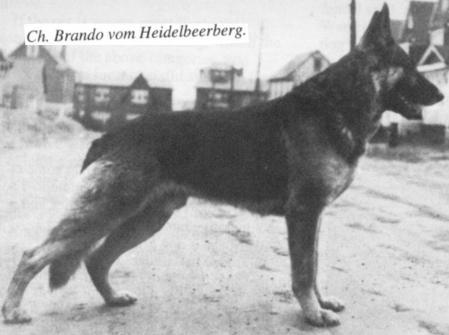 V,  CH (US) Brando vom Heidelbeerberg