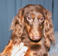 Shamrocks Montana Skies ML