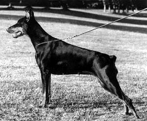 2 CACIB Mouschka-Mariska vom Franckenhorst