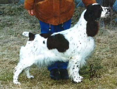 Adamant's Special Colours