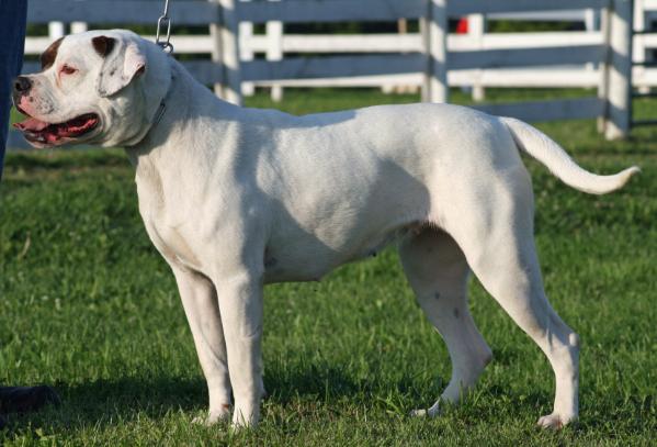 CH Konfederate Kennel's Ms. Butterbean