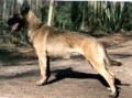 Kiki Langemaat (Malinois)