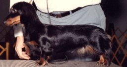 AM. CH Foxfyre Onyx and Gold ML