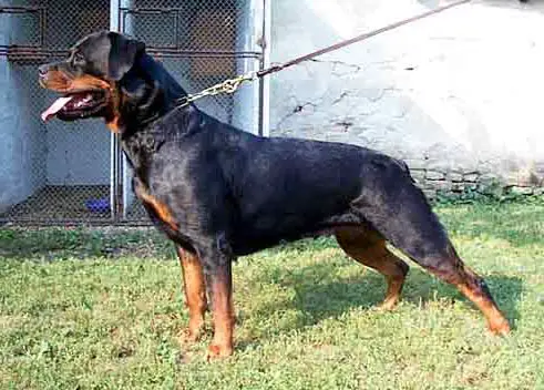 Hajdi Od Dragicevica