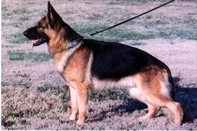 VA (USA) Nicko von der Noriswand