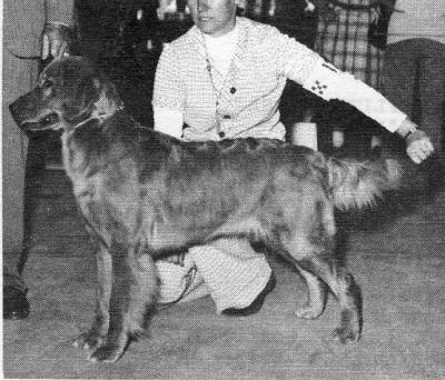 CH Gilnockie Vixen of Goldenloe