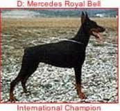INT. CHAMPION Mercedes Royal Bell