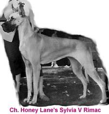 CH Honey Lane's Sylvia V Rimac