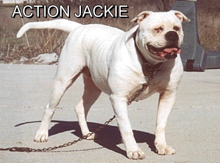Thompson's Action Jackie