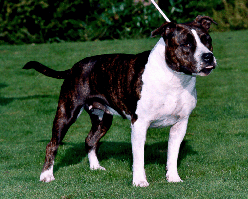 Gatling's Atlanta 96