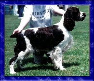 AUST NZ CH Fairsky Clacton On Sea