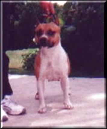 CH. Rainbo Red Sonya