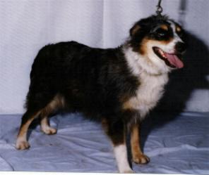 Davis' Bonnie Blue