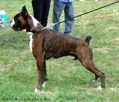 Benjamin di Casa Diocletano