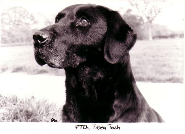 Tibea Tosh