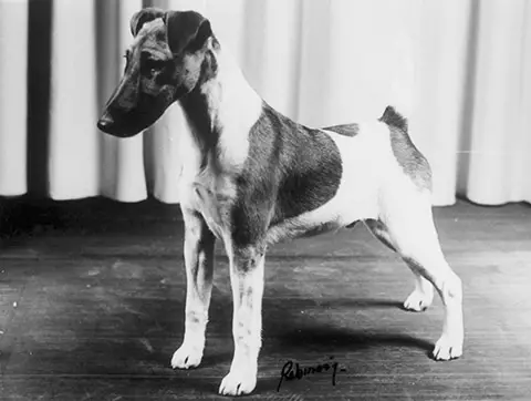 INT/AUST/FIN/NOR CH Mirolinda Mr Supadupa