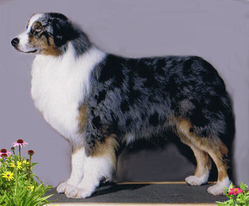 CH Moonlight's Jay Of Rafter J