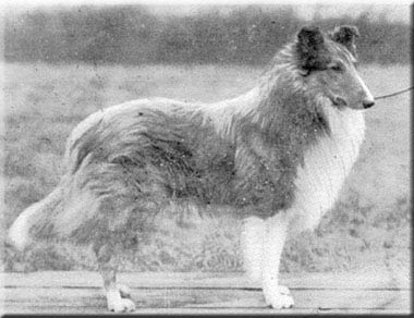 GB CH Poplar Perfection