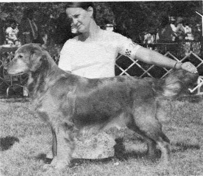 CH Laurell's Kilimanjaro