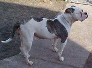 CH Jemm's Ms. Madness-Mona of CCK PH-0.24/0.31