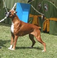 CHCHI/GRCHPE/CHJOVCH Alhue vd. Andenbrucke