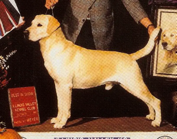 CH Charisma's Lone Star Rick
