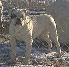 North Viking's Bossy Babe PH-0.32/0.40