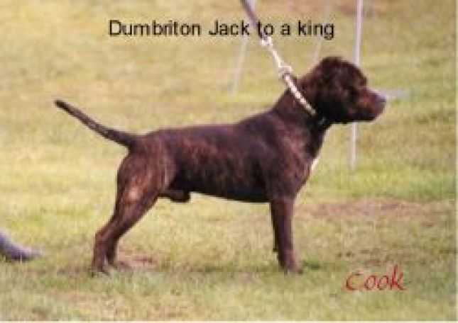 Dumbriton Jack To A King