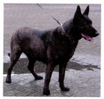 Truusje (Dhr. M. Suttle, Lewisburg, WV, USA)