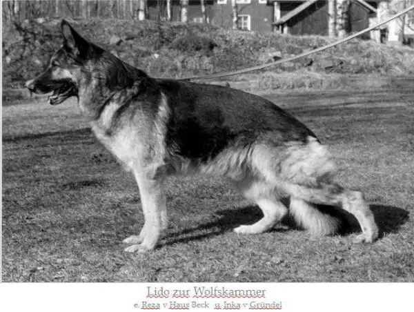 V4 (BSZS 1981) Lido zur Wolfskammer