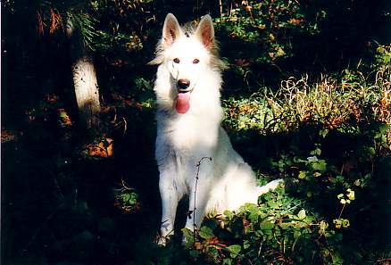 Lory of White Shepherd