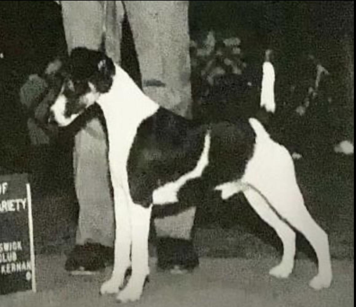 AM CH Buckleigh Formal Attire