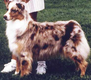 AKC Ch./ASCA Ch. Summertime Cinnamon Girl