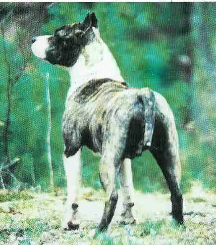 CH Wildwind Daydream Fantasy AST