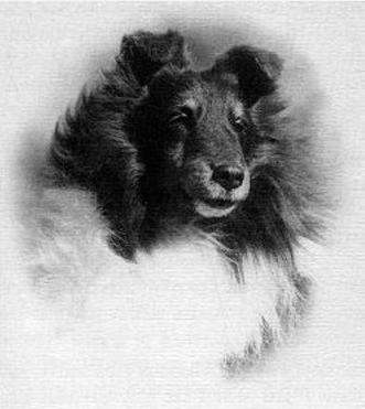 AM/CAN CH Sundowner Mr Bojangles