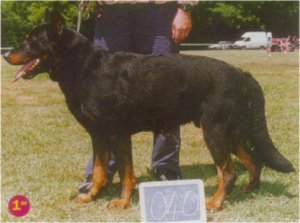 CHCS 01 World CH 02 Oslo de la Horde du Bois Perdu