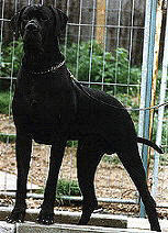 Askan Vom Frechebäcker